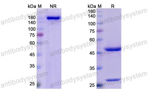 Research Grade Lumretuzumab