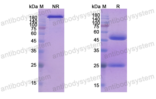 Research Grade Seribantumab