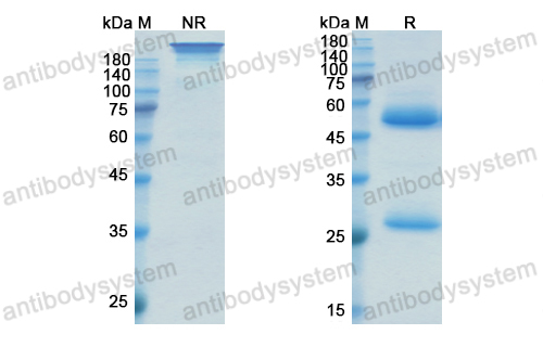 Research Grade Oxelumab