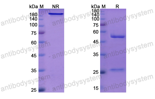 Research Grade Amlitelimab