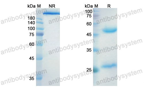 Research Grade Indusatumab