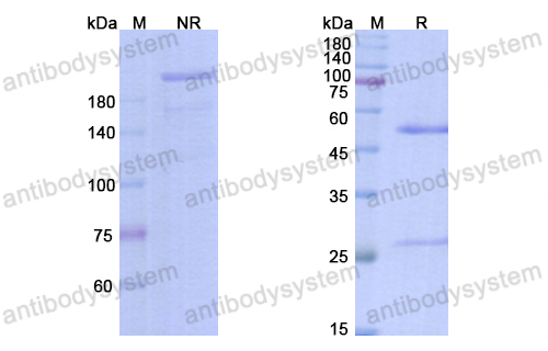 Research Grade Bleselumab