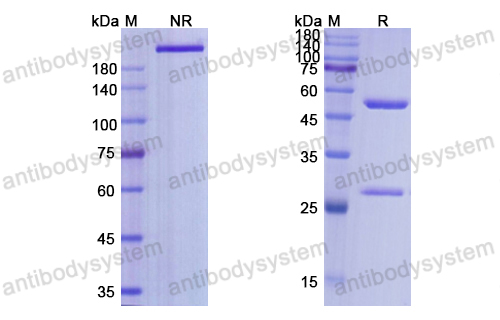 Research Grade Selicrelumab