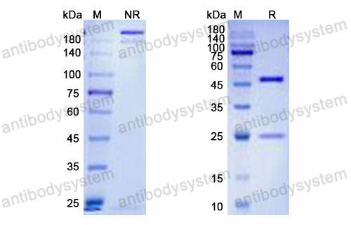 Research Grade Lucatumumab