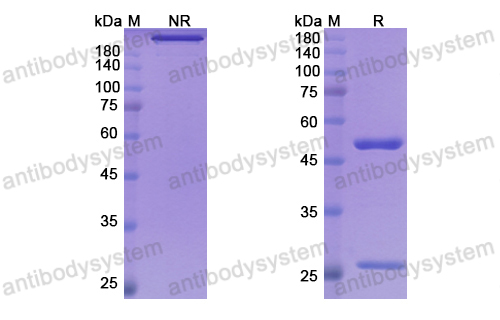 Research Grade Mitazalimab