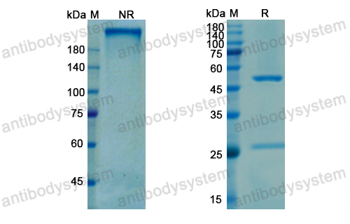 Research Grade Vanalimab