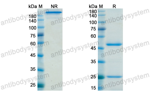 Research Grade Dacetuzumab