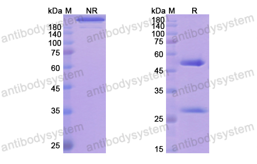 Research Grade Teneliximab