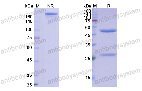 Research Grade Ravagalimab