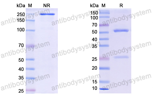 Research Grade Tecaginlimab