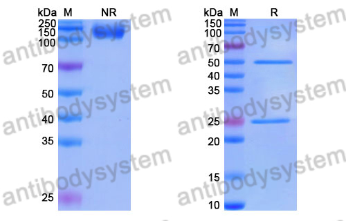 Research Grade Cifurtilimab