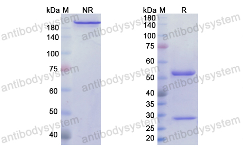 Research Grade Monalizumab