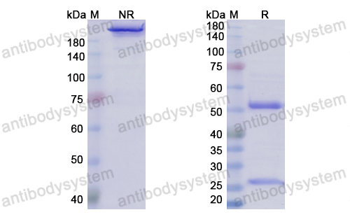 Research Grade Varlilumab