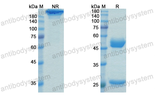 Research Grade Talacotuzumab