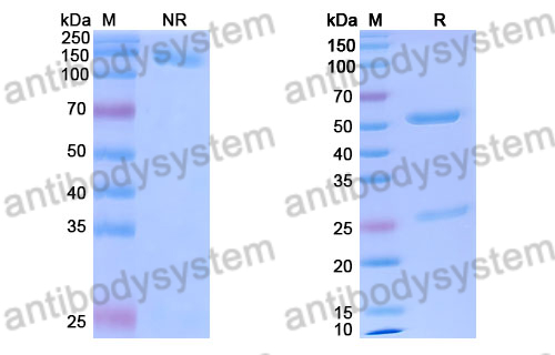 Research Grade Pivekimab