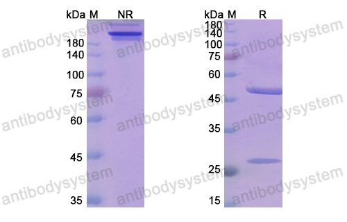 Research Grade Mezagitamab