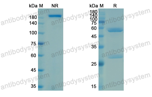 Research Grade Modakafusp alfa