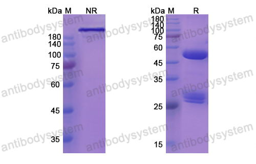 Research Grade Anti-Human CD38/ADPRC 1 Antibody (MOR202)