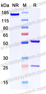 Research Grade Anti-Human CD38/ADPRC 1 (CM313)