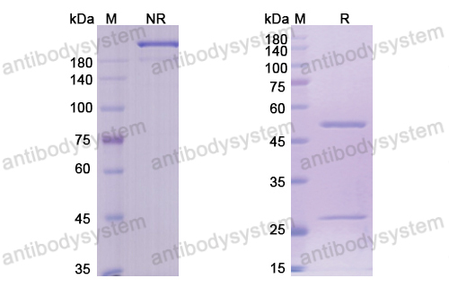 Research Grade Brentuximab