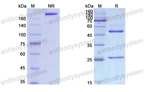 Research Grade Iratumumab