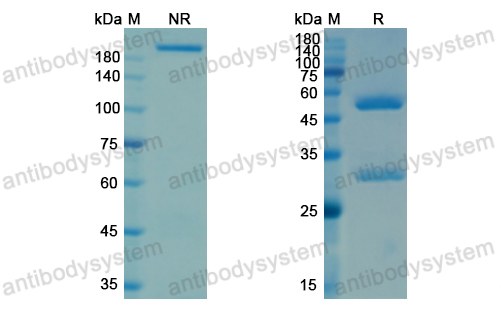 Research Grade Ifabotuzumab