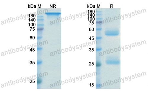 Research Grade Ustekinumab