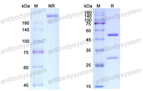 Research Grade Ebdarokimab