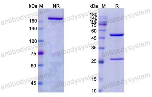 Research Grade Ruplizumab