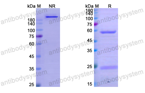 Research Grade Toralizumab