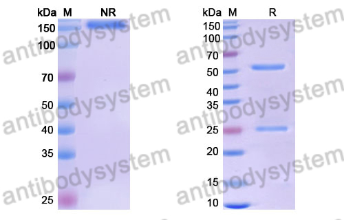 Research Grade Frexalimab