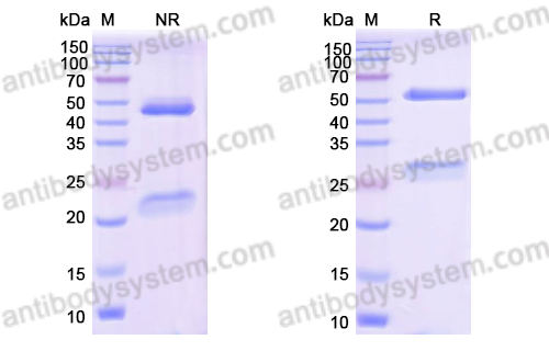 Research Grade Tegoprubart