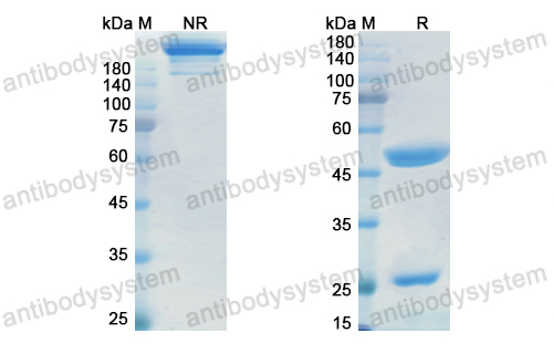 Research Grade Itolizumab