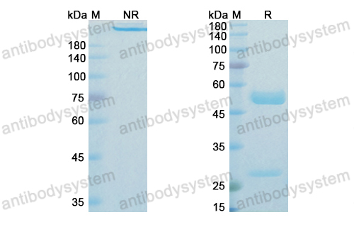 Research Grade Enapotamab