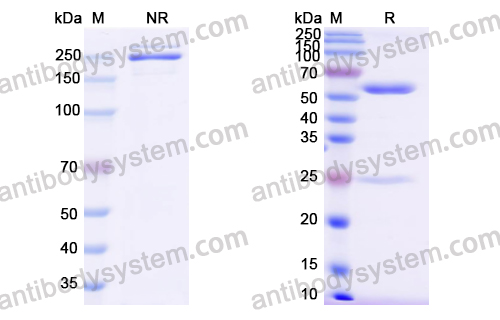 Research Grade Tidutamab