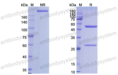 Research Grade Alemtuzumab