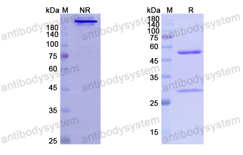 Research Grade Besilesomab