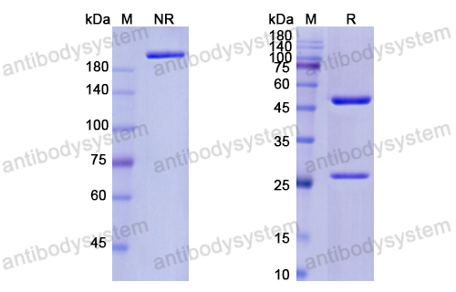 Research Grade Anti-Human CD185/CXCR5 Antibody (SAR113244)