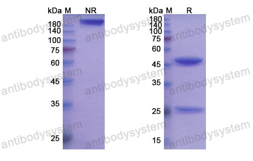 Research Grade Cusatuzumab