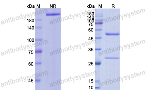 Research Grade Vorsetuzumab