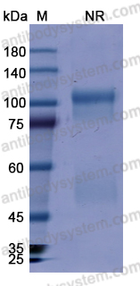 Research Grade Abatacept