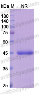 Research Grade Abrezekimab