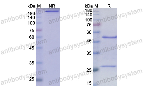 Research Grade Anrukinzumab