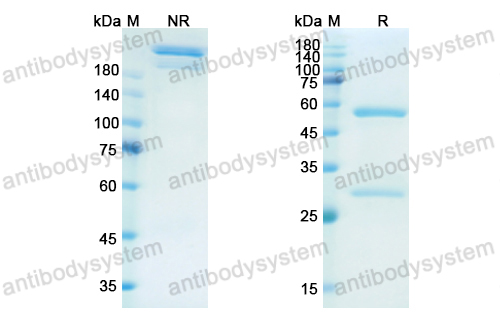 Research Grade Dectrekumab