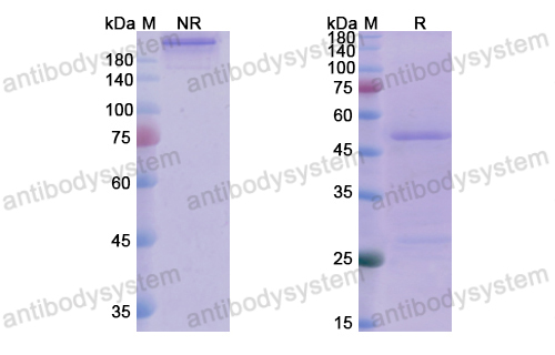 Research Grade Enibarcimab