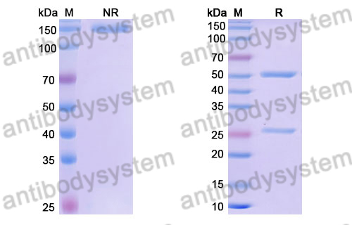 Research Grade Tanibirumab