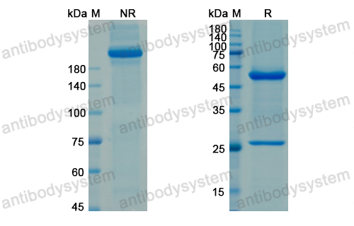 Research Grade Ascrinvacumab