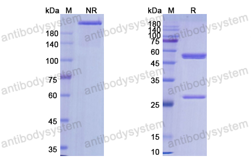 Research Grade Lemalesomab