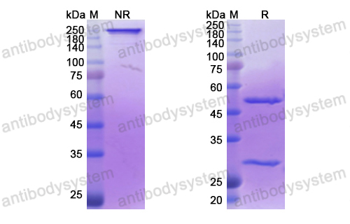 Research Grade Iladatuzumab