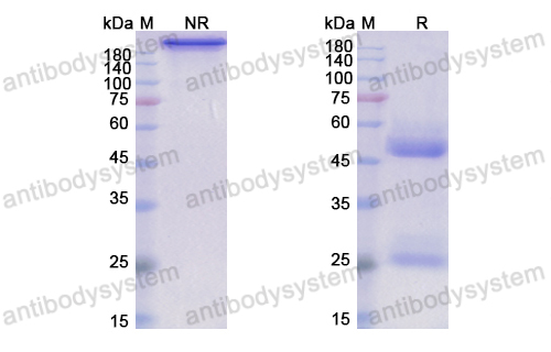 Research Grade Anti-Human IL15 Antibody (HuMax-IL15)